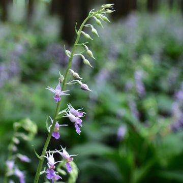 Heidinkämmekä - Calanthe reflexa