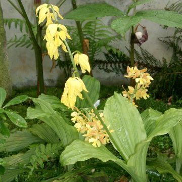 Heidinkämmekä - Calanthe sieboldii