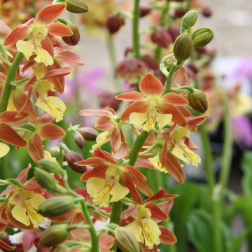 Heidinkämmekä - Calanthe tricarinata