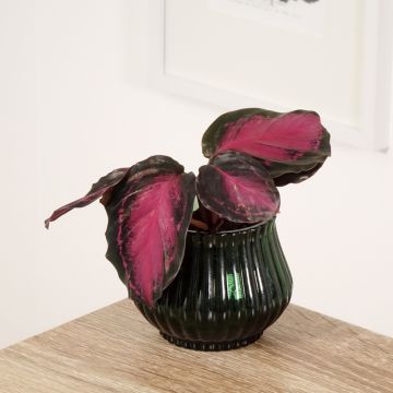 Peilimaija Crimson