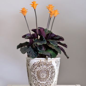 Tähkämaija - Calathea crocata