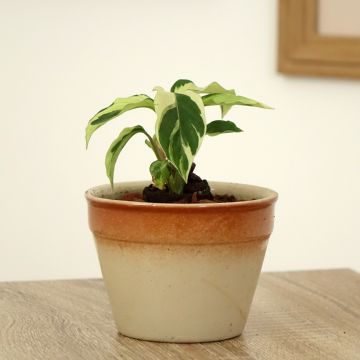 Rionmaija Fusion White