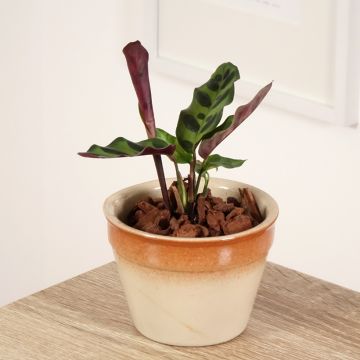 Marmorimaija - Calathea insignis