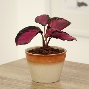 Maija Misty Red