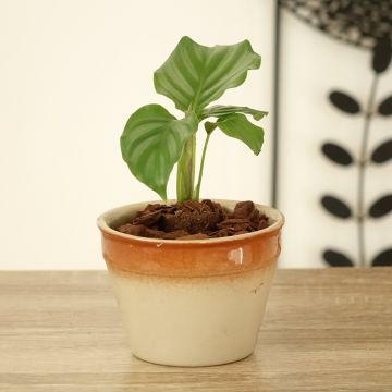 Silkkimaija - Calathea orbifolia