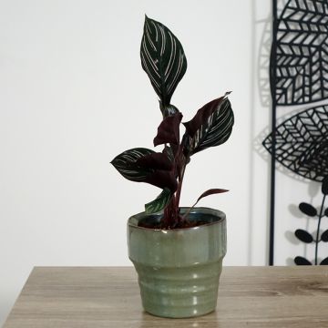 Maija - Calathea ornata