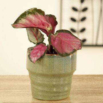 Maija Rosy