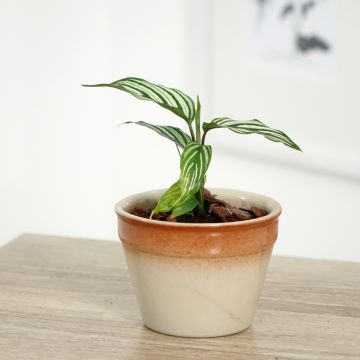 Maija - Calathea vittata