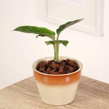 Maija - Calathea warscewiczii