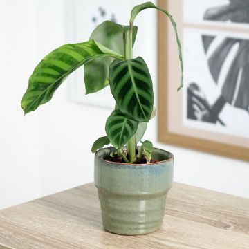 Seepramaija - Calathea zebrina