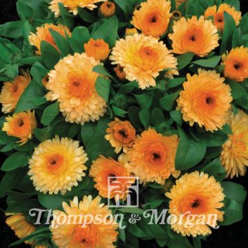 Kehäkukka Nana Apricot Twist (siemenet)