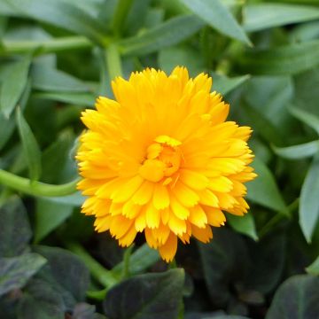 Kehäkukka Powerdaisy Tango