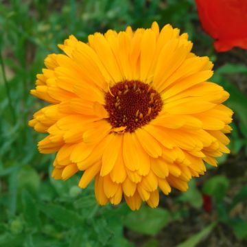 Kehäkukka (siemenet) - Calendula officinalis