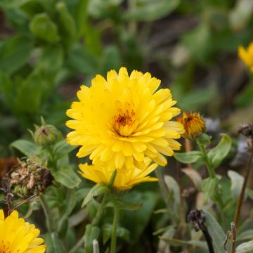 Kehäkukka Chrysantha (siemenet)