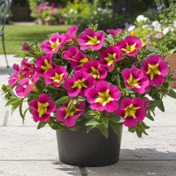 Nappipetunia Bumble Bee Rose