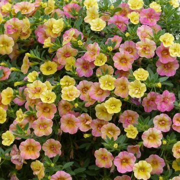 Miljoonakello Chamaeleon Double Pink Yellow