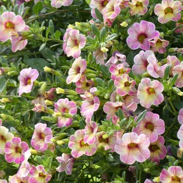 Miljoonakello Chamaeleon Pink Passion