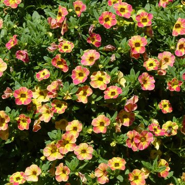 Miljoonakello Chamaeleon Sunshine Berry