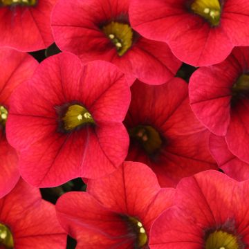 Miljoonakello Lia Dark Red
