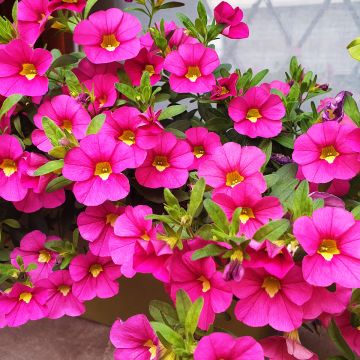 Miljoonakello Noa Bubblegum