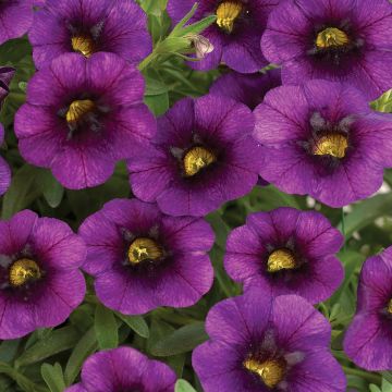 Miljoonakello Noa Ultra Purple