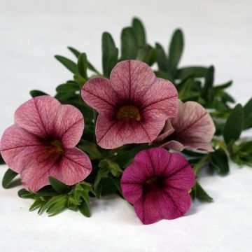 Miljoonakello Plum