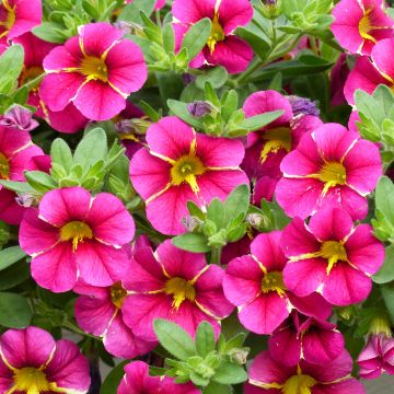 Miljoonakello Superbells Cherry Star
