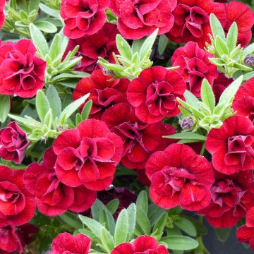 Miljoonakello Superbells Double Ruby