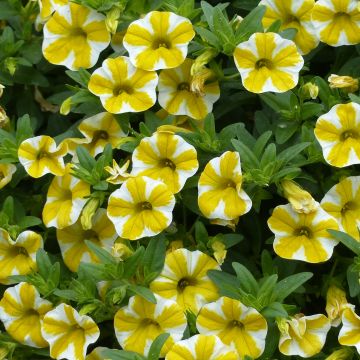 Miljoonakello Superbells Lemon Slice