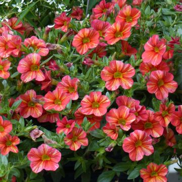 Miljoonakello Superbells Tropical Sunrise