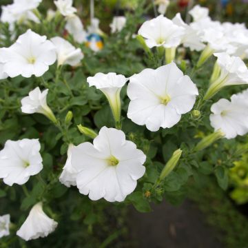 Miljoonakello Superbells Unique White