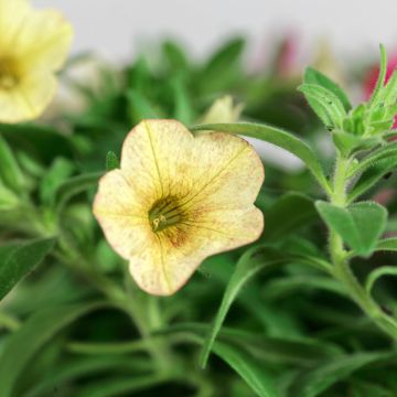 Miljoonakello Bronze Lemon