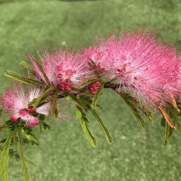 Surinaminkalliandra Dixie Pink