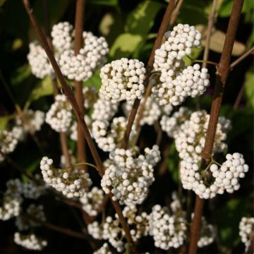 Helmimarja Magical Snowstar