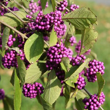 Helmimarja Magical Deep Purple Kolmdepu