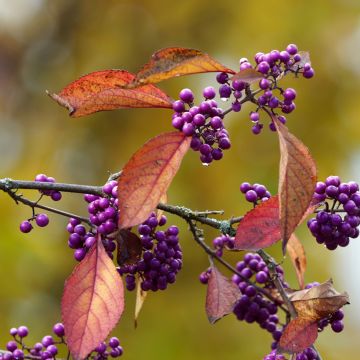 Helmimarja Magical Purple Giant