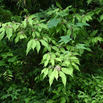 Mustehelmimarja - Callicarpa japonica