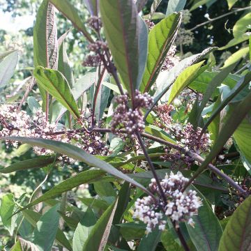 Helmimarja - Callicarpa kwangtungensis