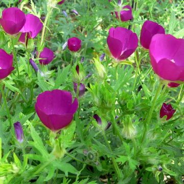 Malvio - Callirhoe involucrata