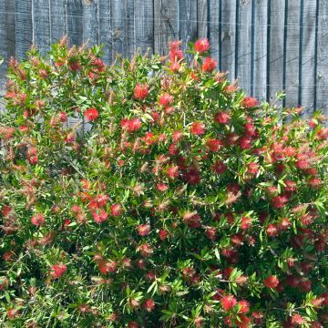 Pullonharja Splendens