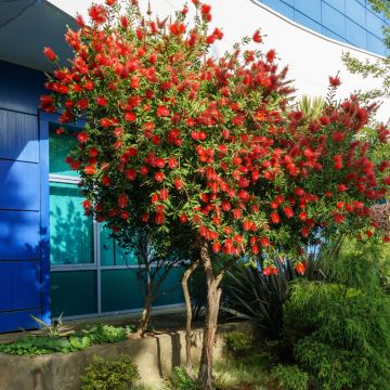 Jäykkälamppuharja - Callistemon rigidus