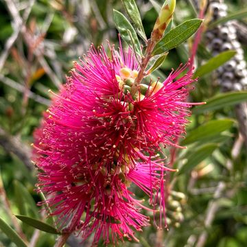 Pajulamppuharja Perth Pink