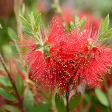 Lamppuharja - Callistemon x laevis