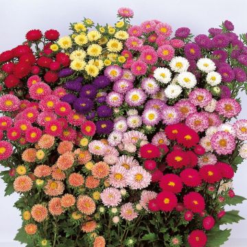 Kiinanasteri Matsumoto Mix