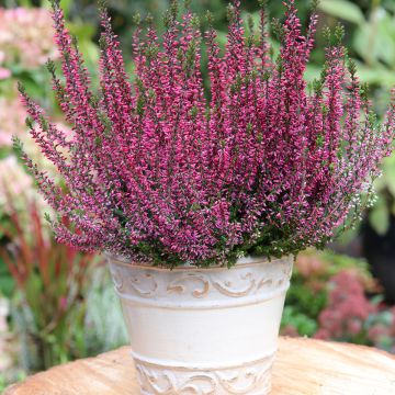Kanerva Garden Girls Amethyst