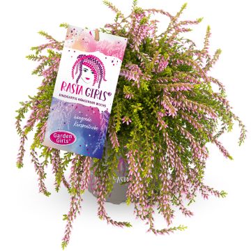 Kanerva Rasta Girls 'Rosa Claire