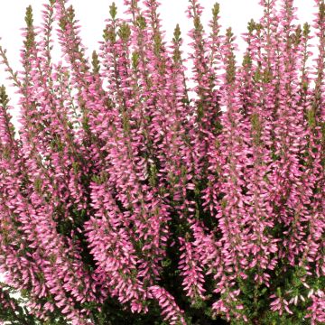 Kanerva Pink Bettina