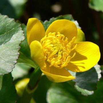 Rentukka Polypetala