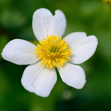 Rentukka var. alba