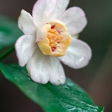 Kiinankalukkipensas - Calycanthus chinensis